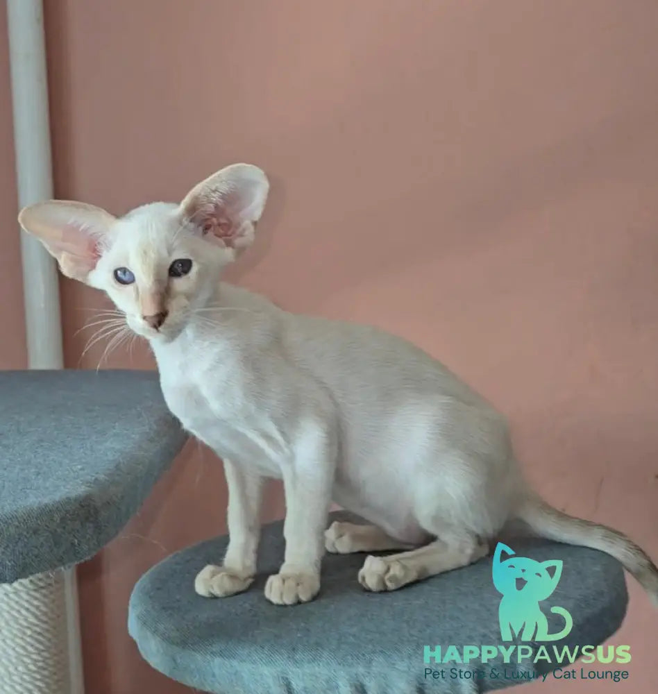 Martin Siamese male lilac - live animals