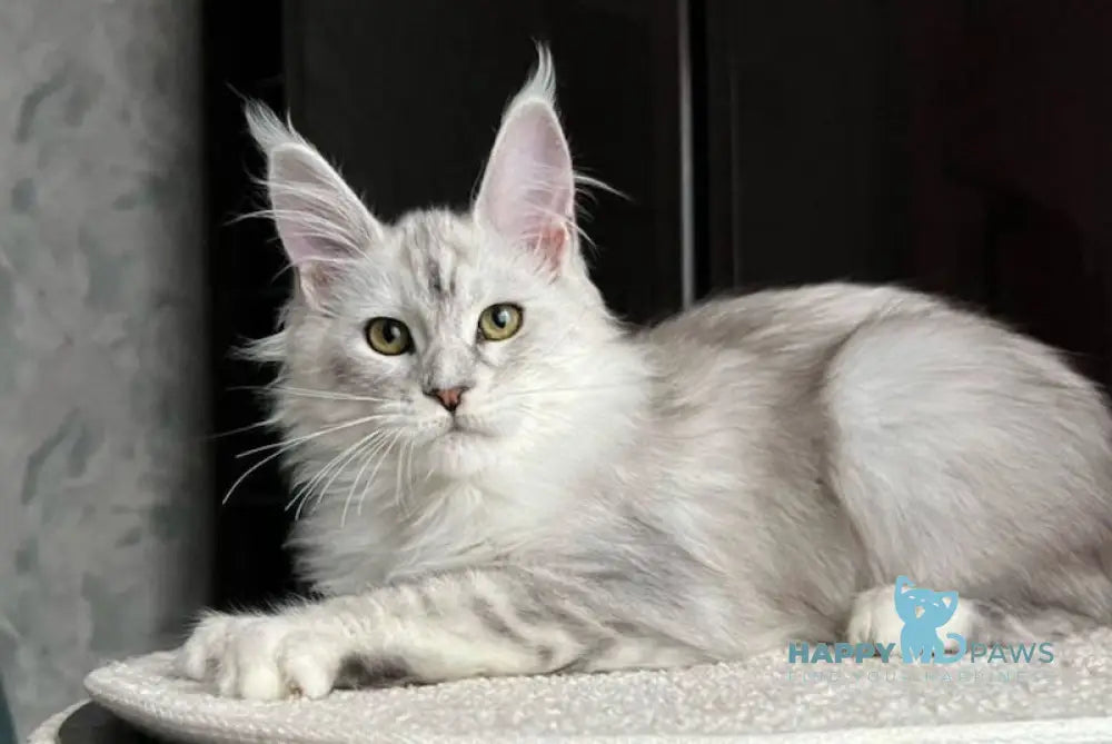 Marusya Maine Coon female black silver ticked tabby live animals