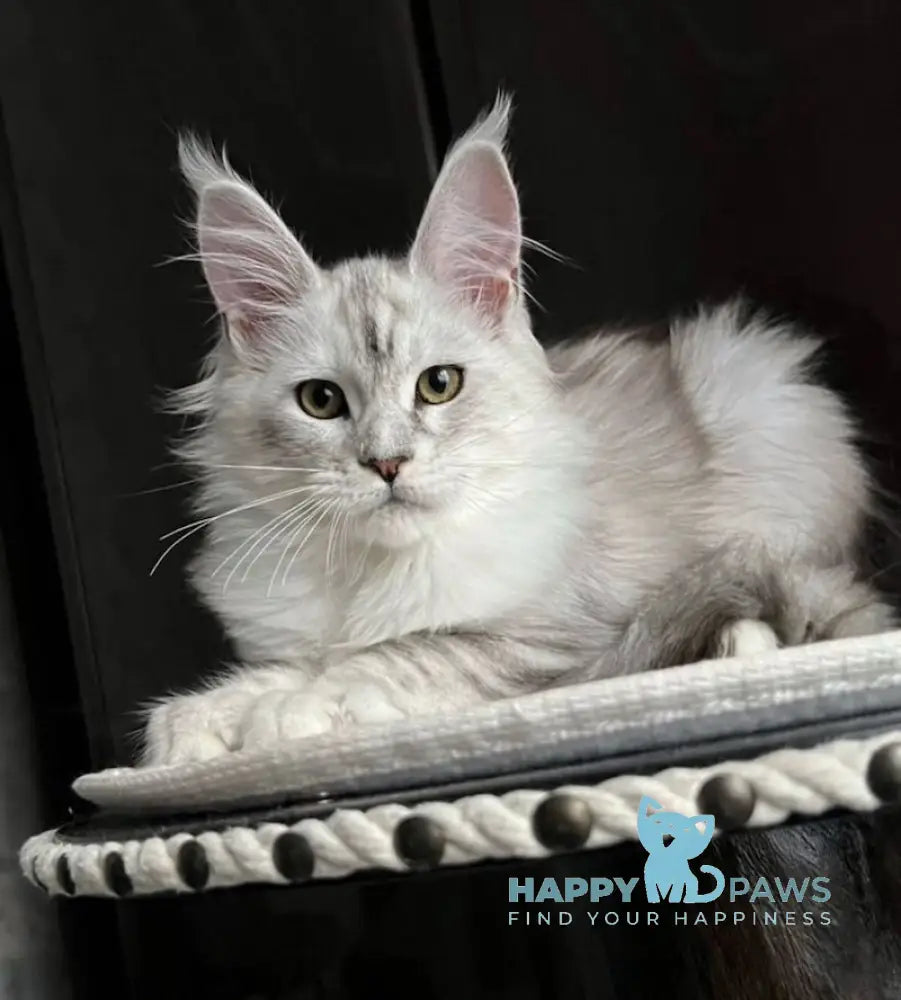 Marusya Maine Coon female black silver ticked tabby live animals