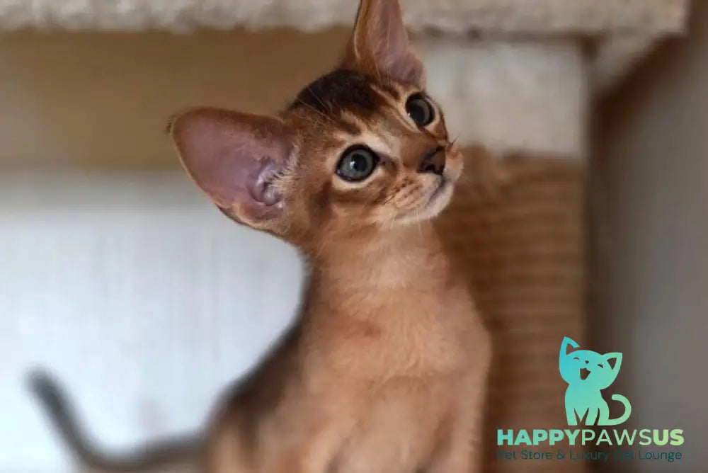 Marvel Abyssinian male black - live animals