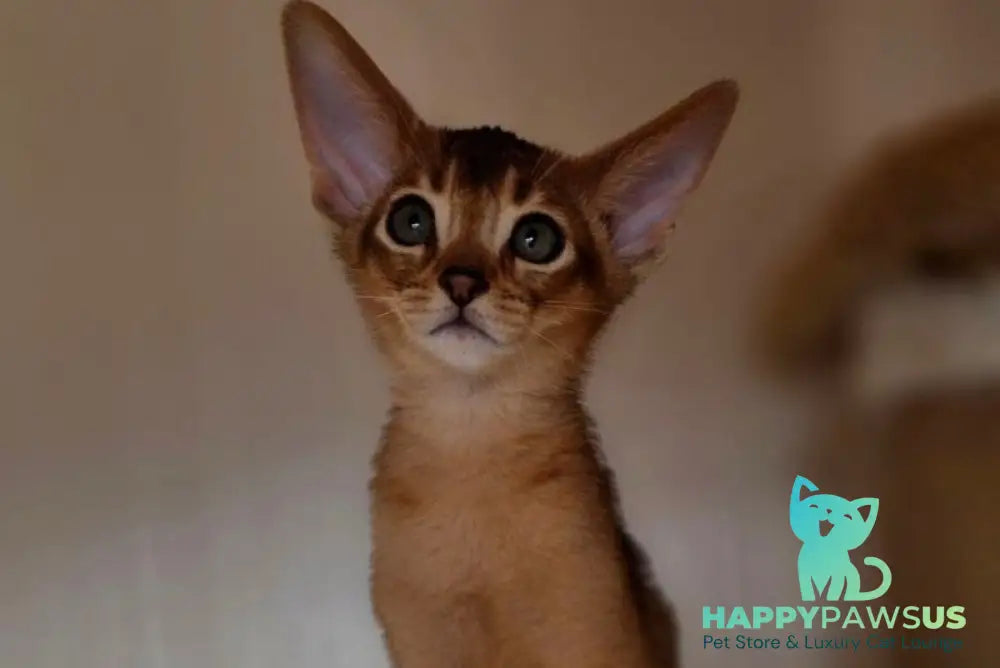 Marvel Abyssinian male black - live animals