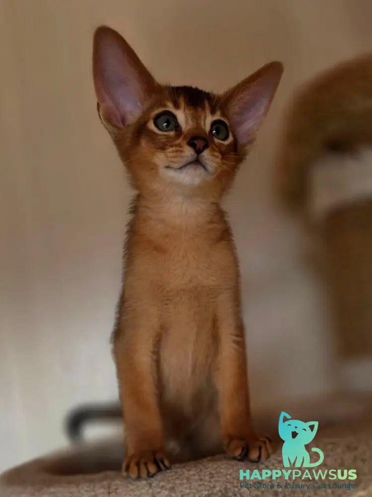 Marvel Abyssinian male black - live animals