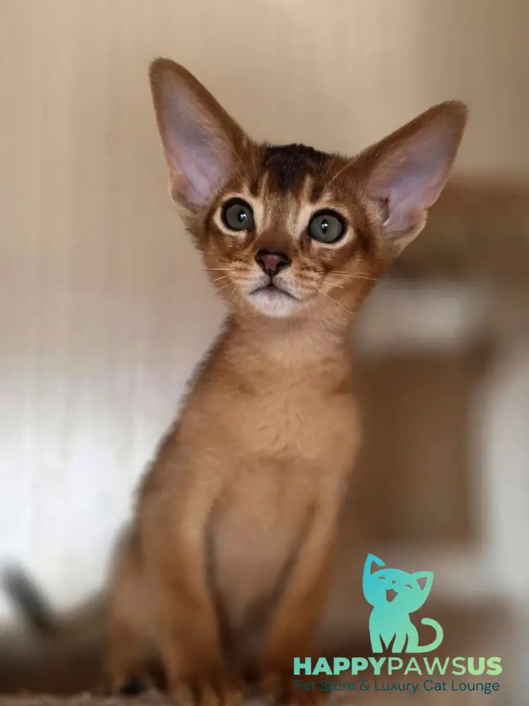 Marvel Abyssinian male black - live animals