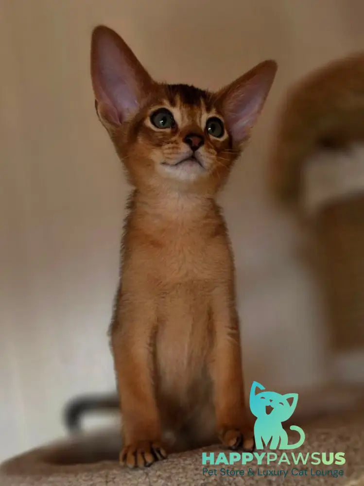 Marvel Abyssinian male black - live animals