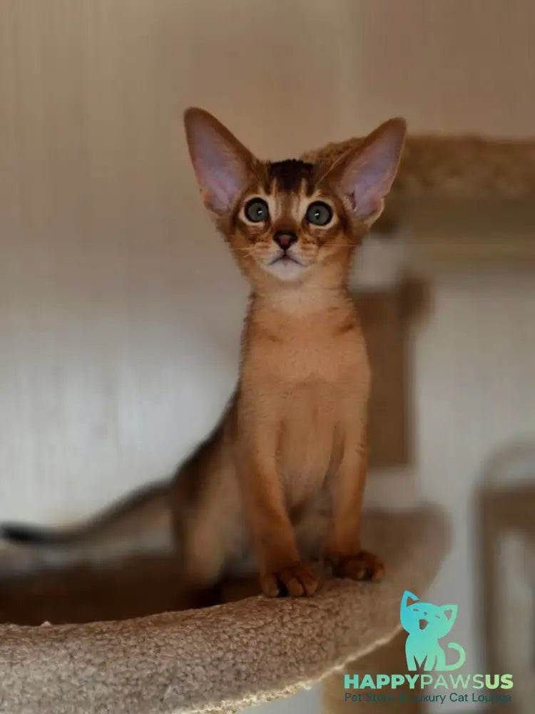 Marvel Abyssinian male black - live animals