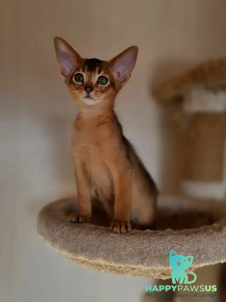 Marvel Abyssinian male black - live animals