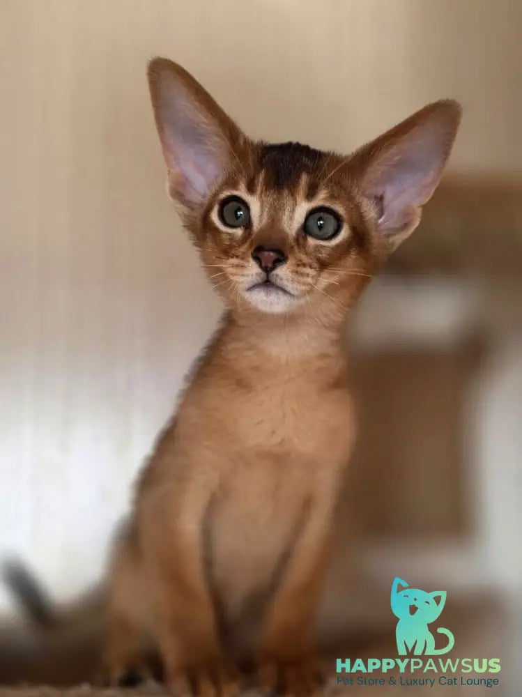 Marvel Abyssinian male black - live animals