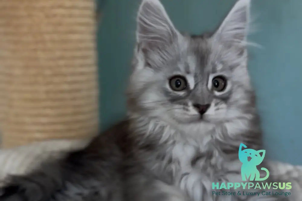 Marvel Maine Coon male black silver tabby live animals