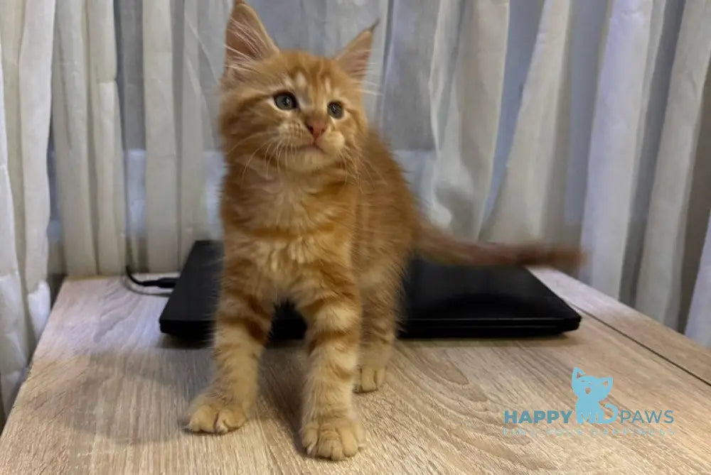 Marvel Maine Coon male red tabby live animals