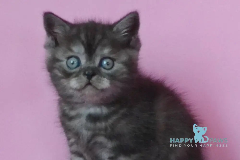 Marvel Scottish Straight male black silver live animals