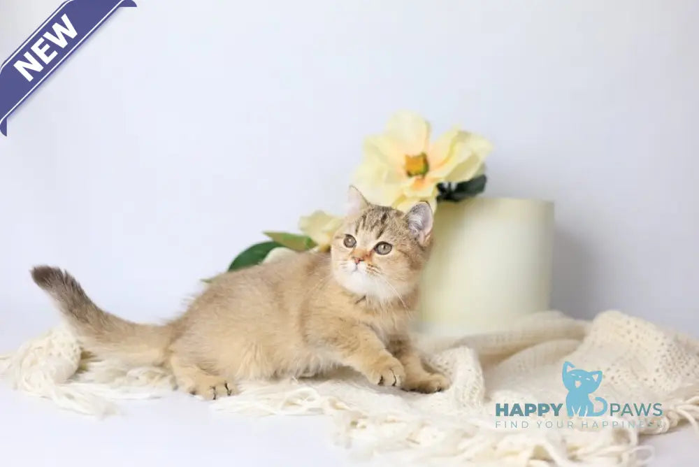 Мary British Shorthair female black ticked tabby live animals