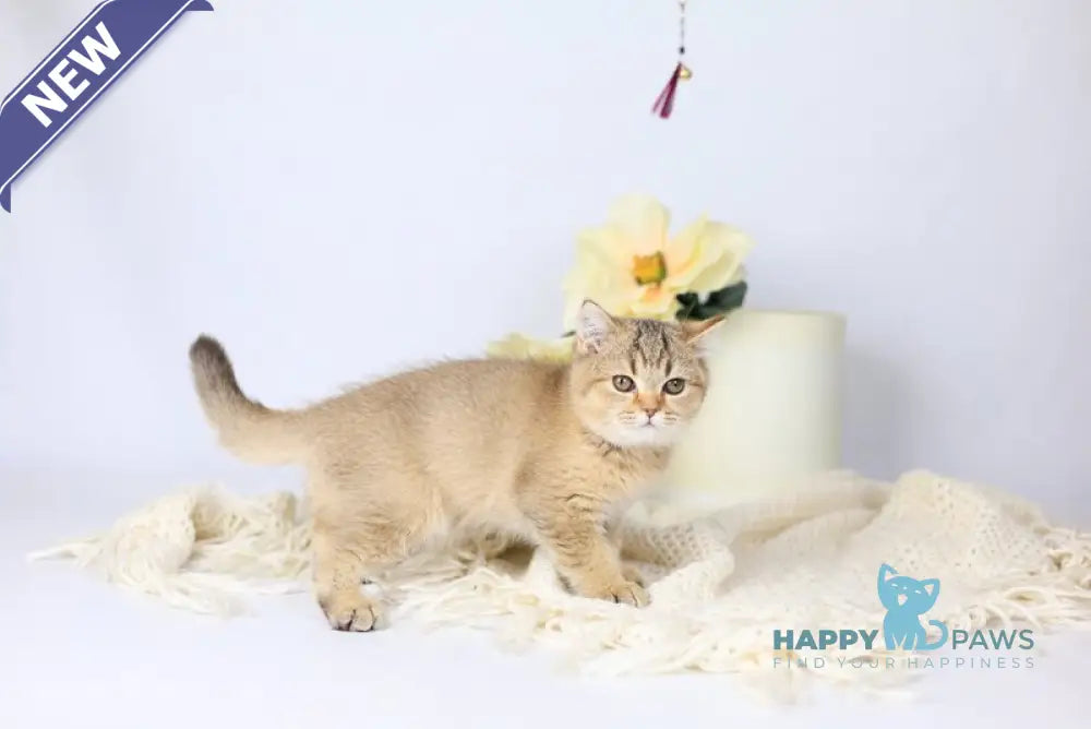 Мary British Shorthair female black ticked tabby live animals