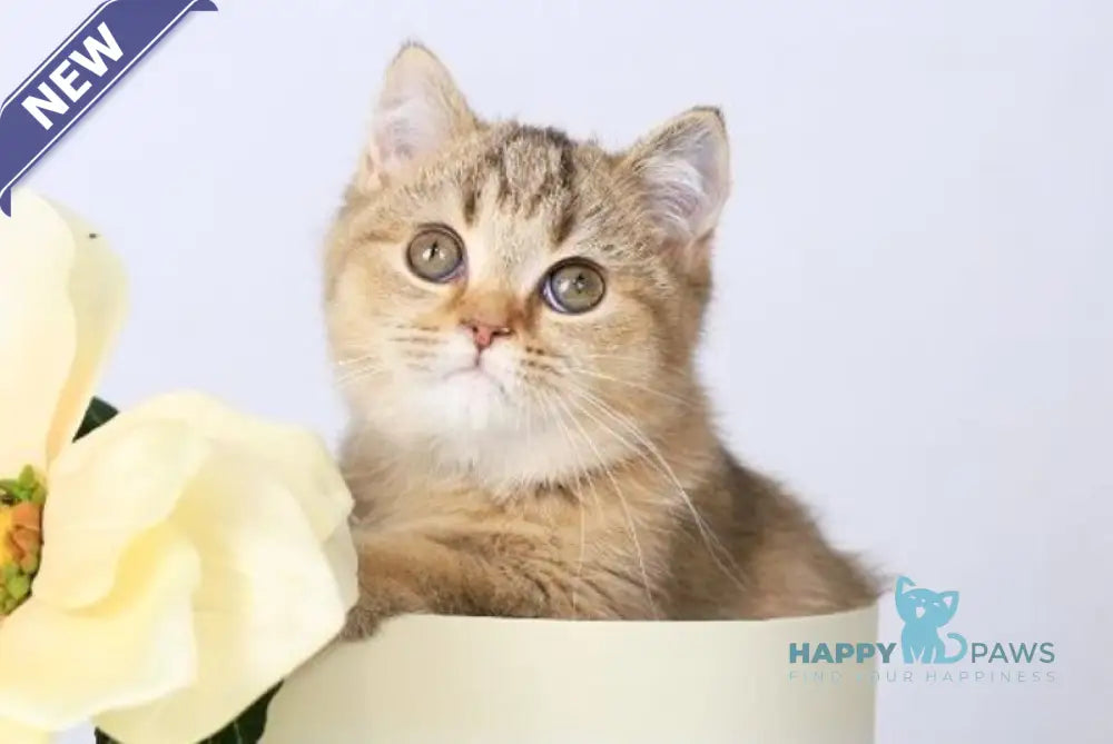 Мary British Shorthair female black ticked tabby live animals