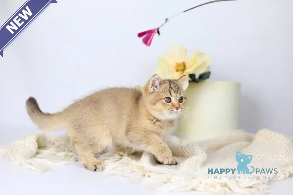 Мary British Shorthair female black ticked tabby live animals