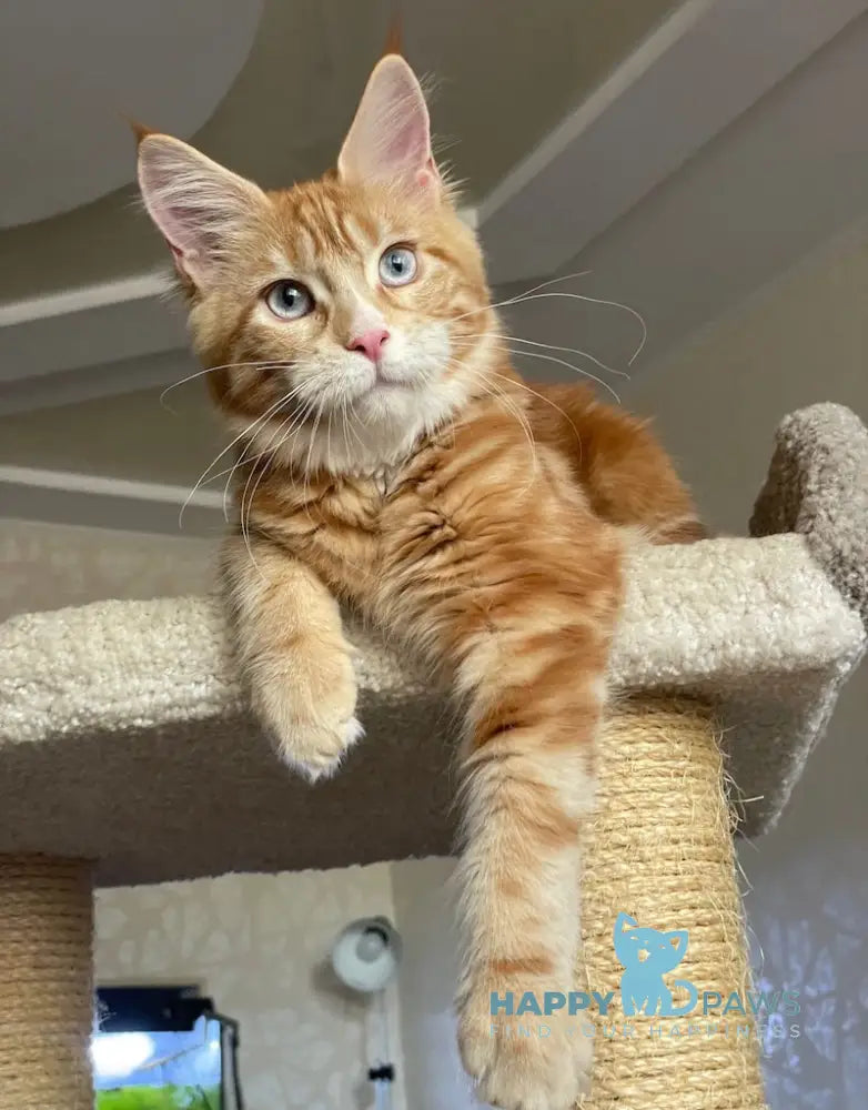 Mary Maine Coon female red with white - live animals