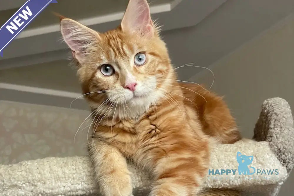 Mary Maine Coon female red with white - live animals