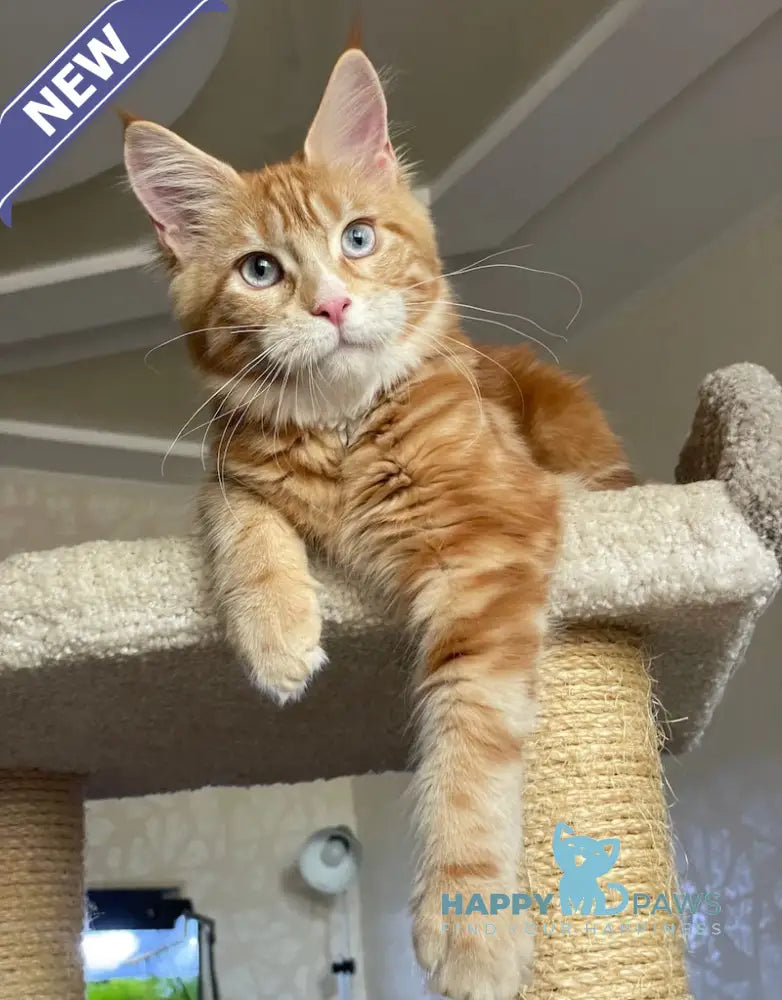Mary Maine Coon female red with white - live animals