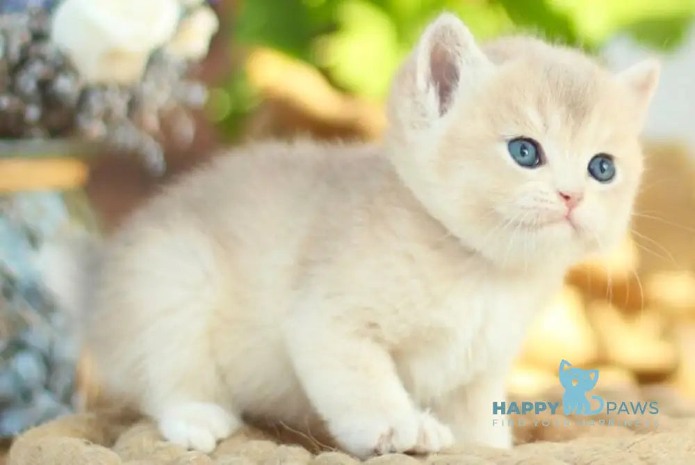 Maryana British Shorthair female black golden shaded live animals