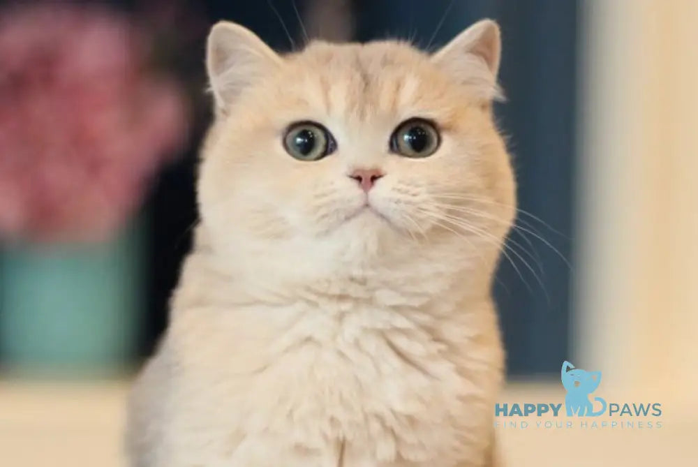 Maryana British Shorthair female blue golden shaded live animals