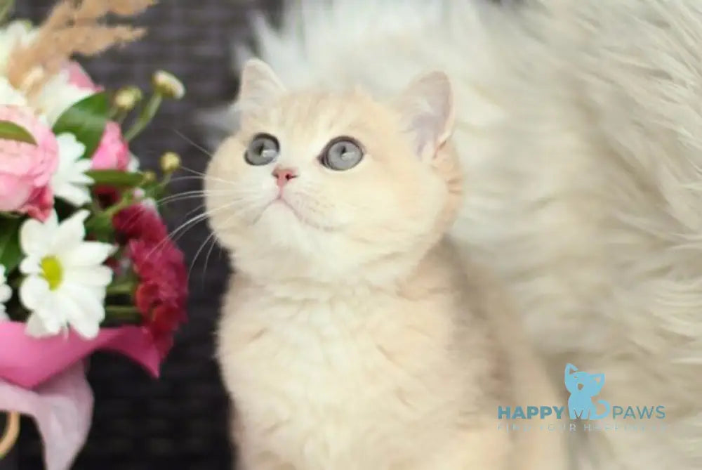 Maryana British Shorthair female blue golden shaded live animals