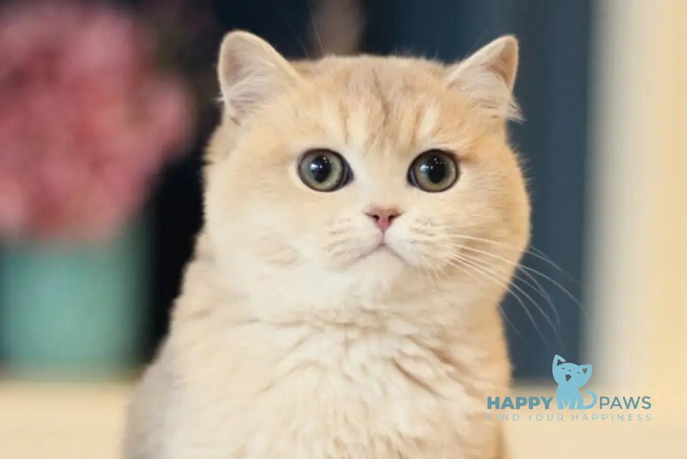 Maryana British Shorthair female blue golden shaded live animals