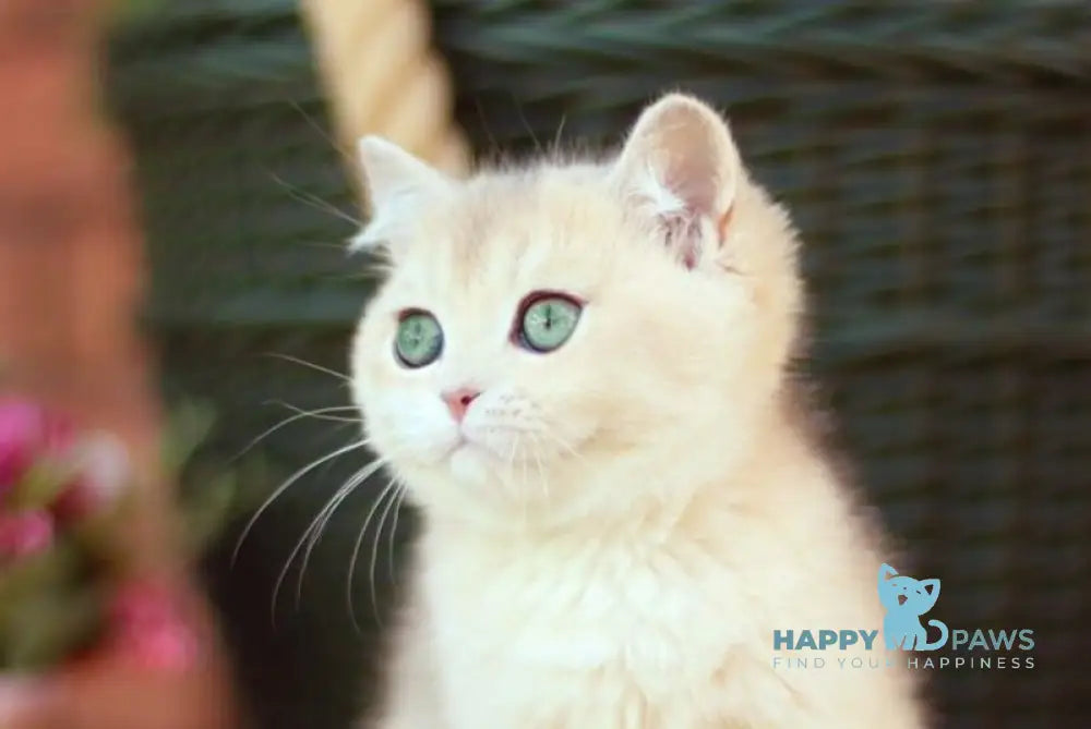 Maryana British Shorthair female blue golden shaded live animals