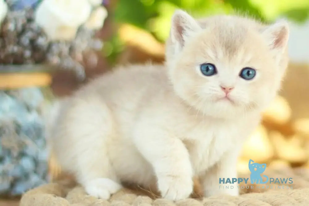 Maryana British Shorthair female black golden shaded live animals