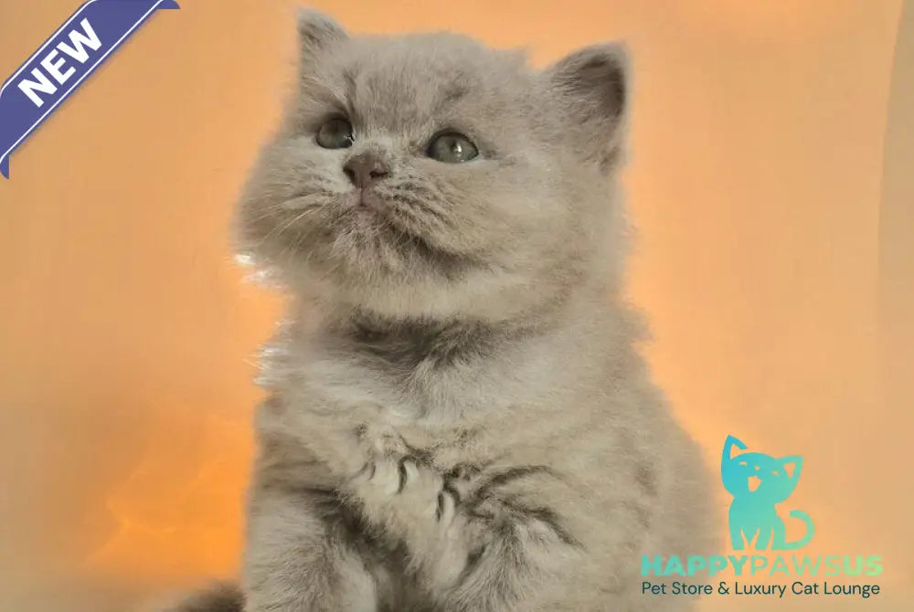 Marzipan British Shorthair male lilac - live animals