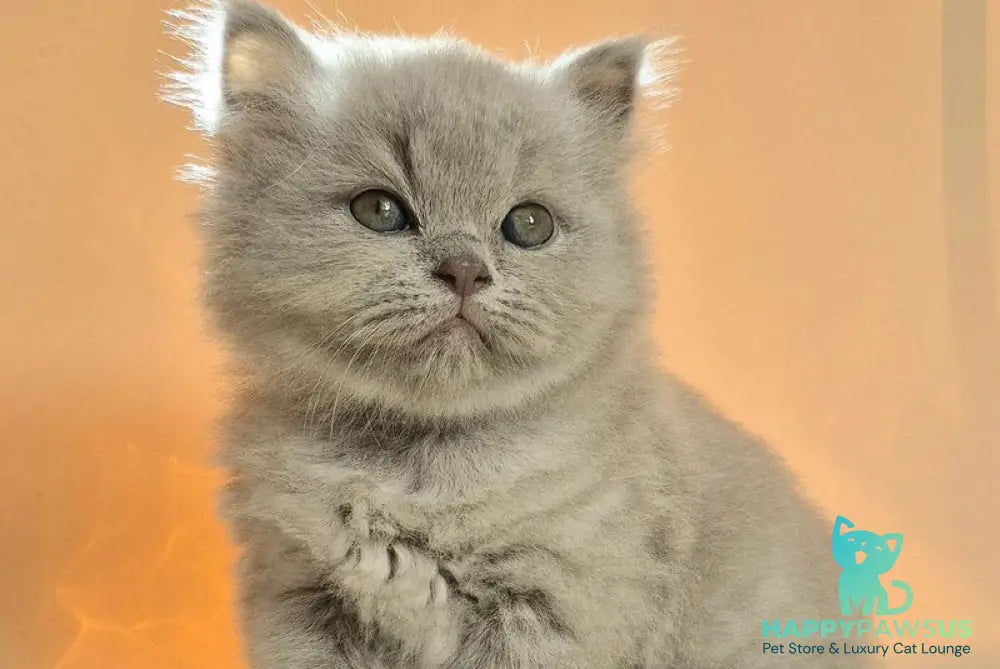Marzipan British Shorthair male lilac - live animals