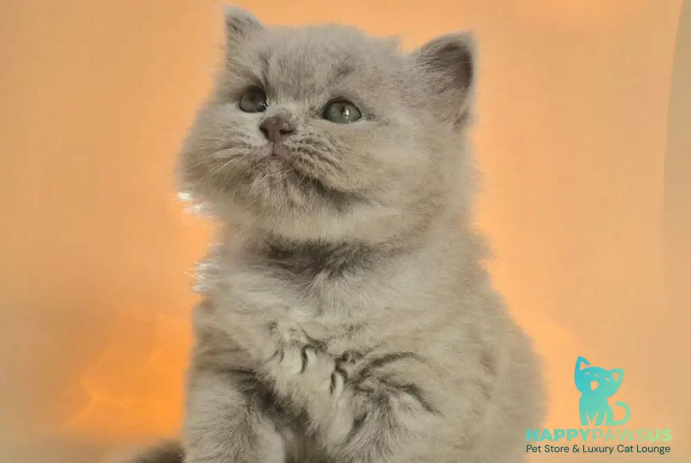 Marzipan British Shorthair male lilac - live animals