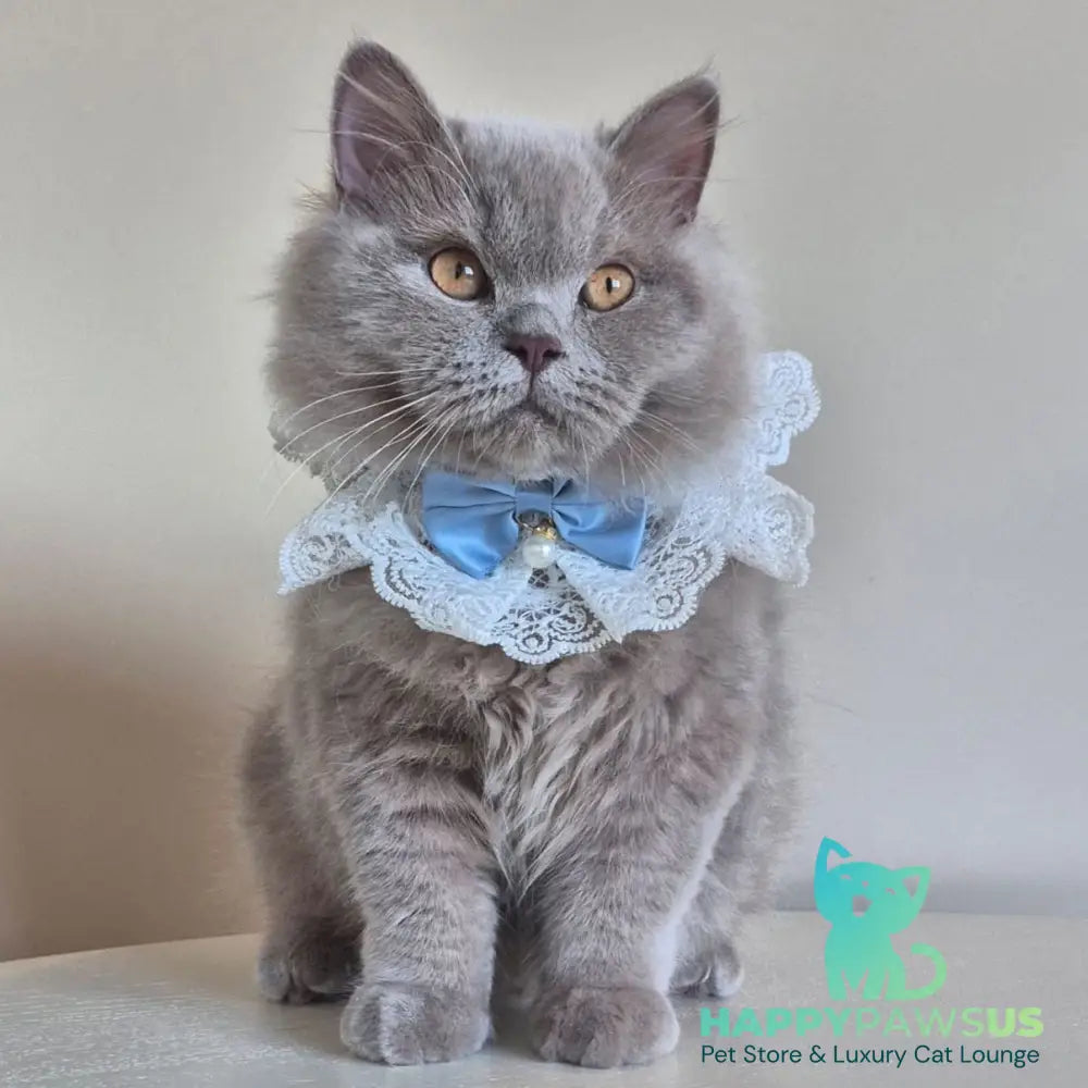 Marzipan British Shorthair male lilac - live animals