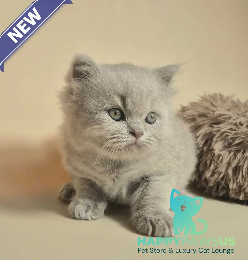 Marzipan British Shorthair male lilac - live animals
