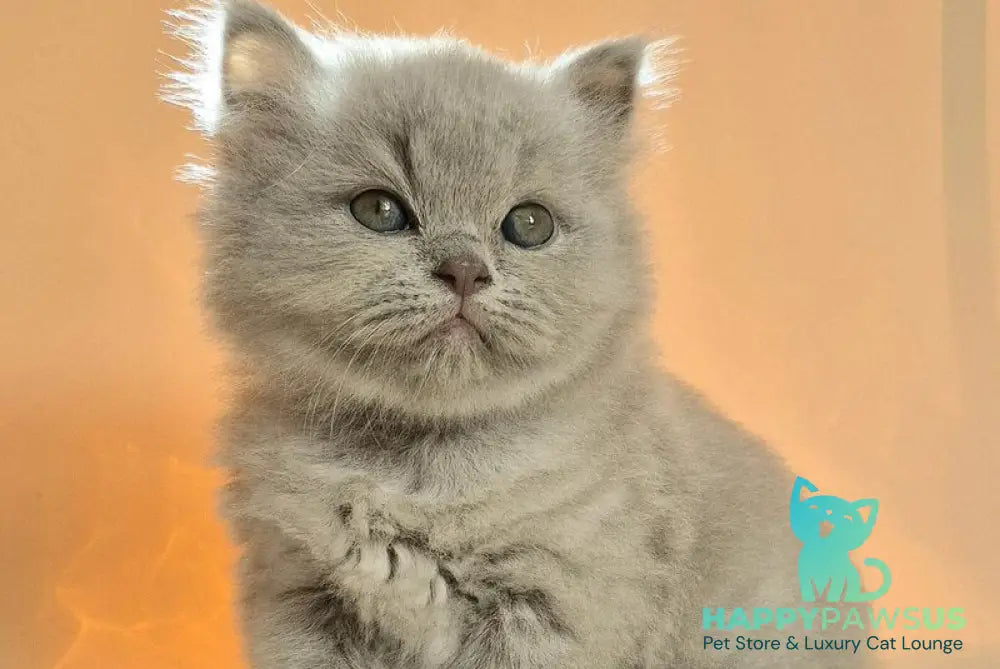 Marzipan British Shorthair male lilac - live animals