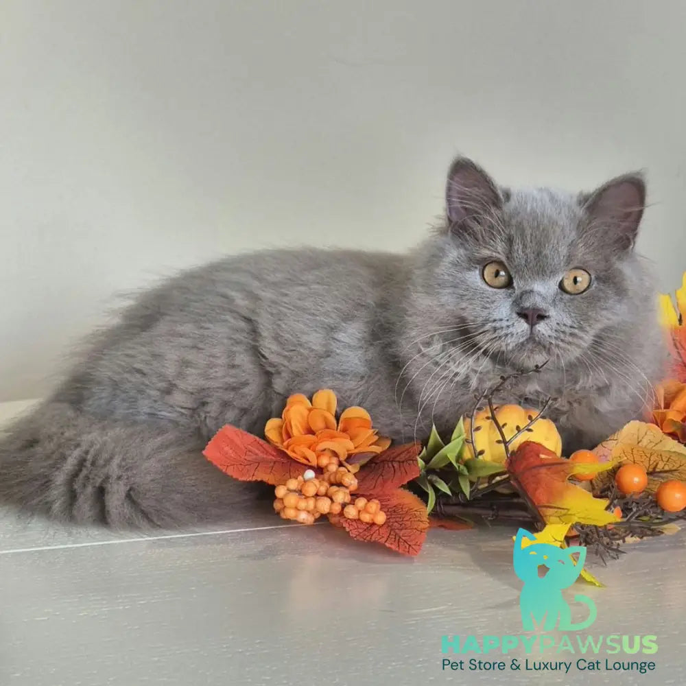 Marzipan British Shorthair male lilac - live animals