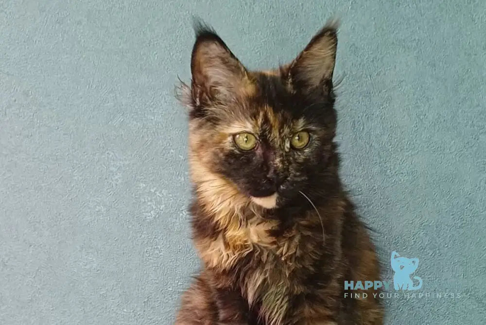 Maserati Maine Coon female black tortie live animals
