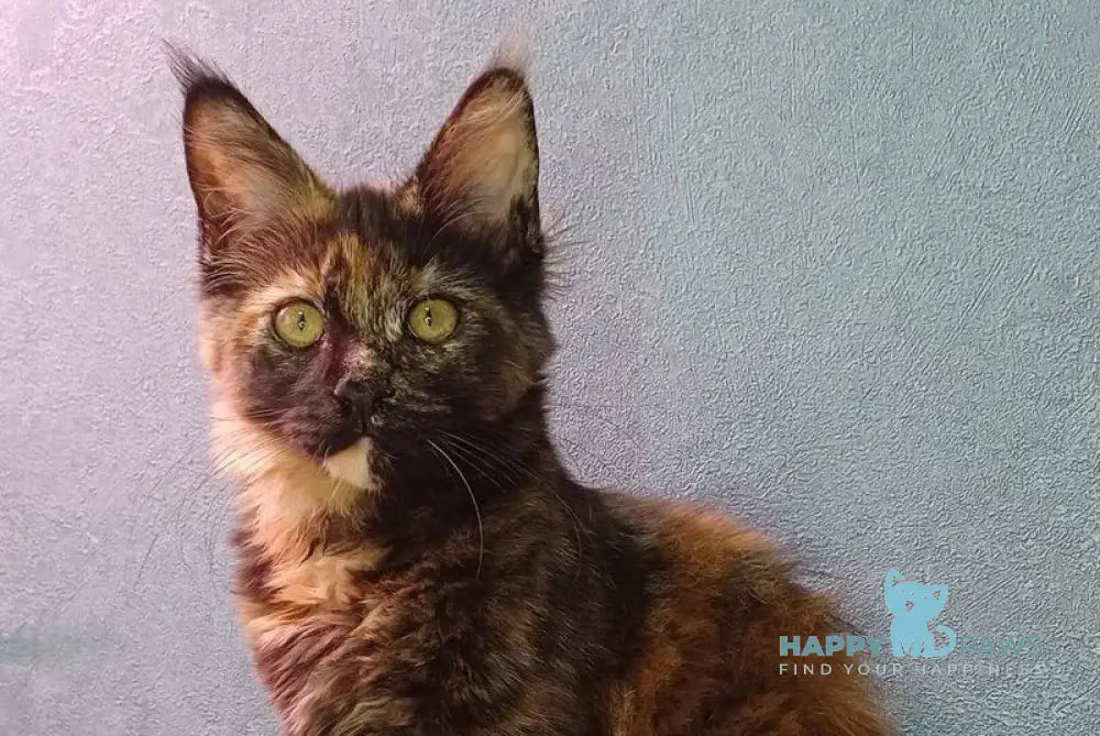 Maserati Maine Coon female black tortie live animals