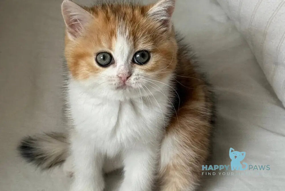 Masha Scottish Straight female black golden tabby bicolour live animals