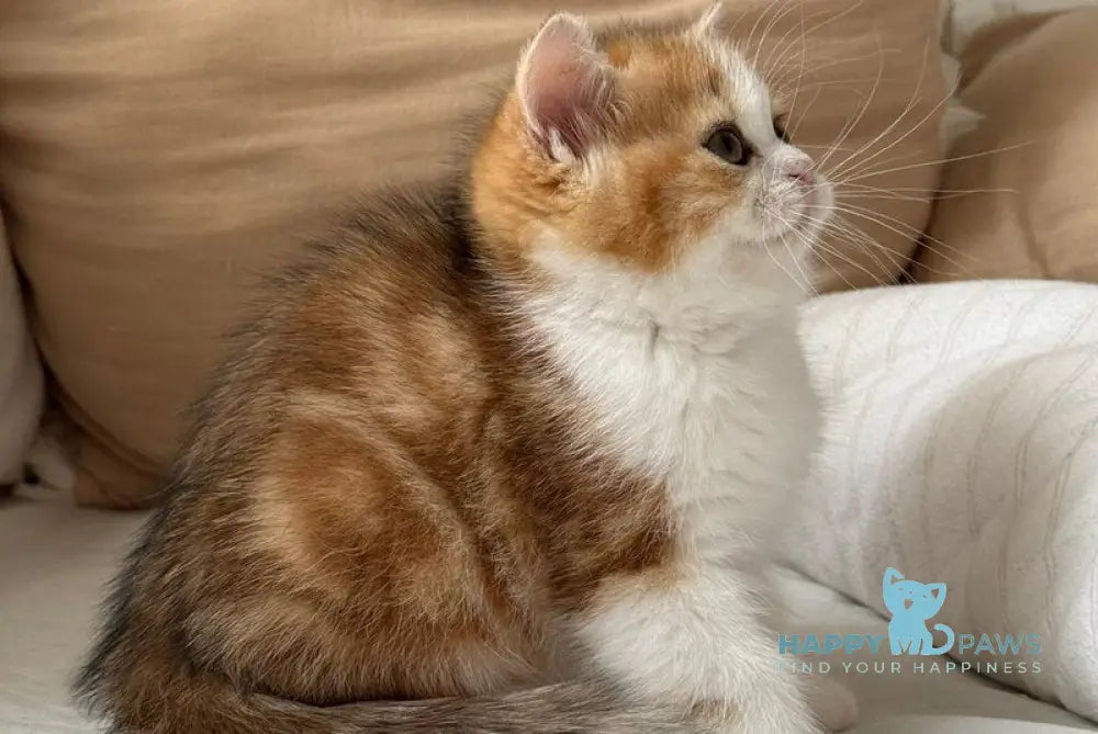 Masha Scottish Straight female black golden tabby bicolour live animals