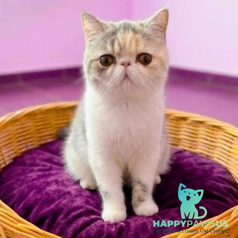 Mashunya Exotic female blue tortie spotted tabby bicolour - live animals