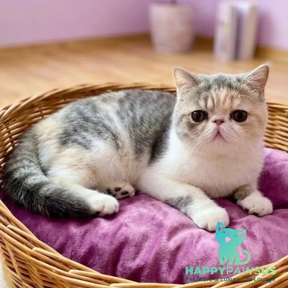 Mashunya Exotic female blue tortie spotted tabby bicolour - live animals