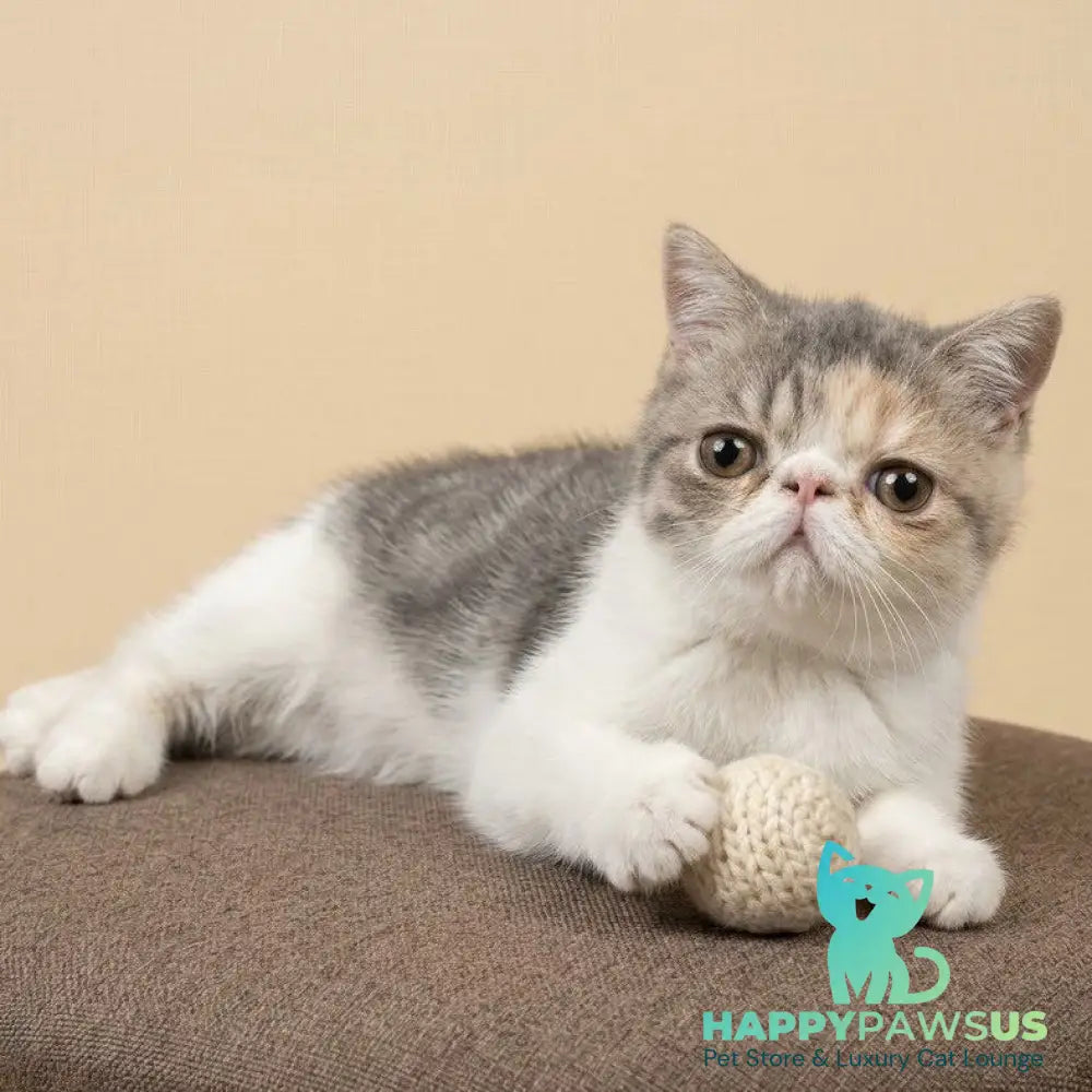 Mashunya Exotic female blue tortie spotted tabby bicolour - live animals