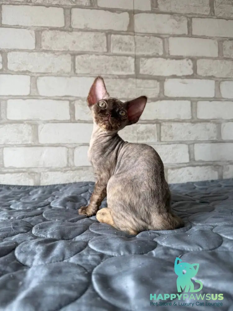 Massi Devon Rex female chocolate tortie - live animals