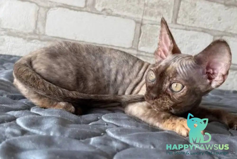 Massi Devon Rex female chocolate tortie - live animals