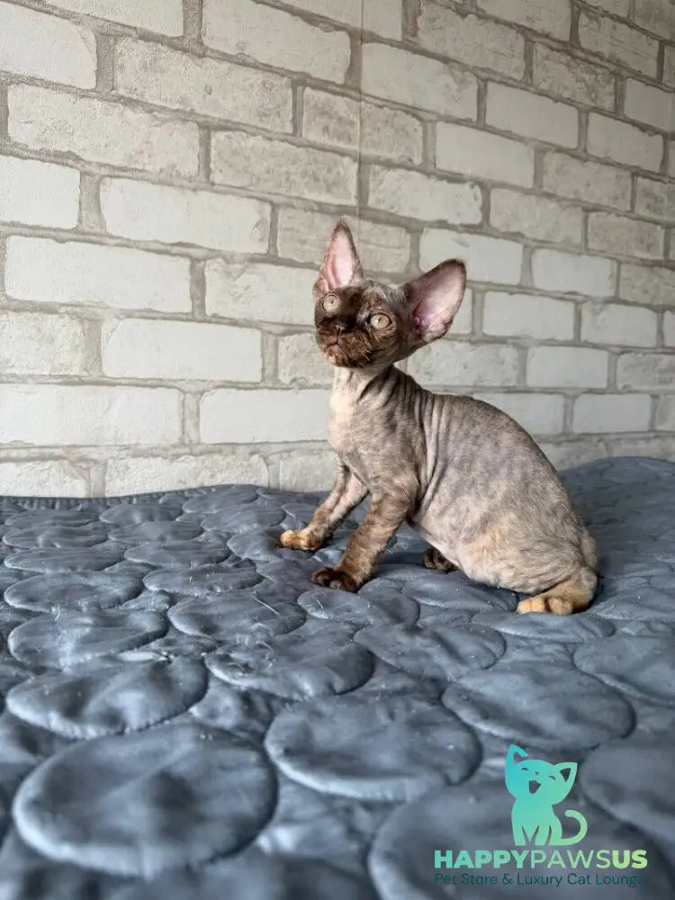 Massi Devon Rex female chocolate tortie - live animals