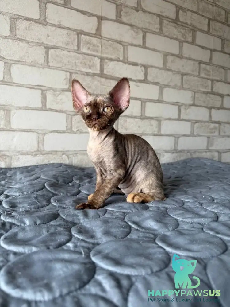 Massi Devon Rex female chocolate tortie - live animals