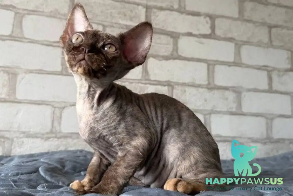 Massi Devon Rex female chocolate tortie - live animals