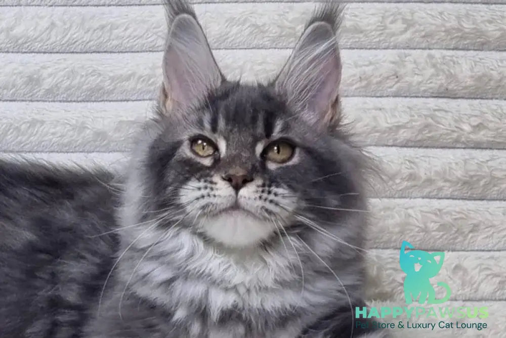 Masy Maine Coon female blue tabby live animals