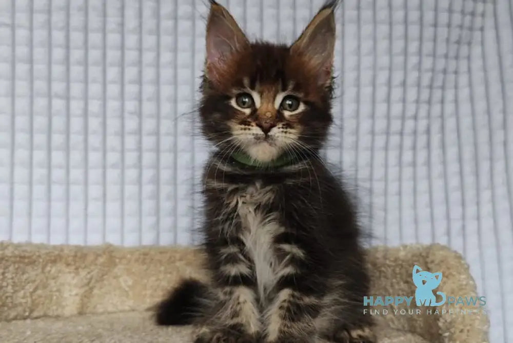 Mateo Maine Coon male black tabby live animals