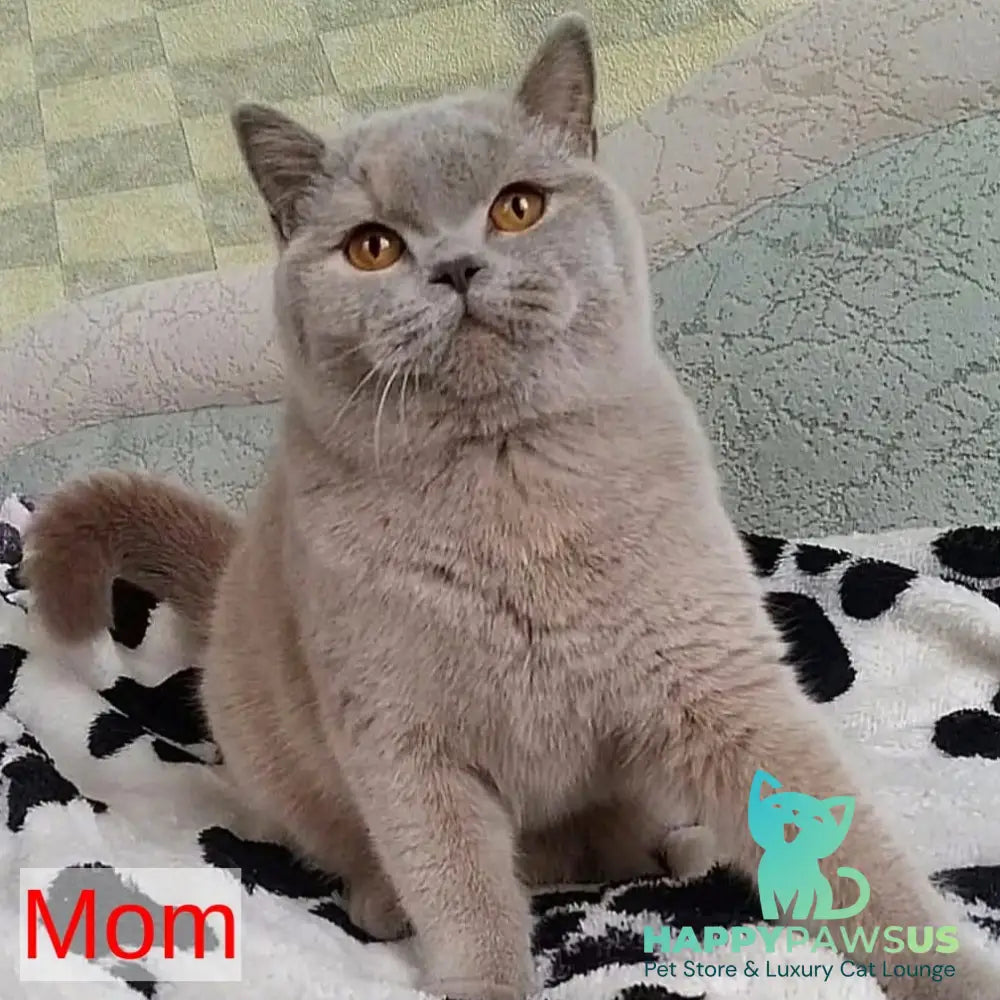 Matilda British Shorthair female lilac tortie - live animals