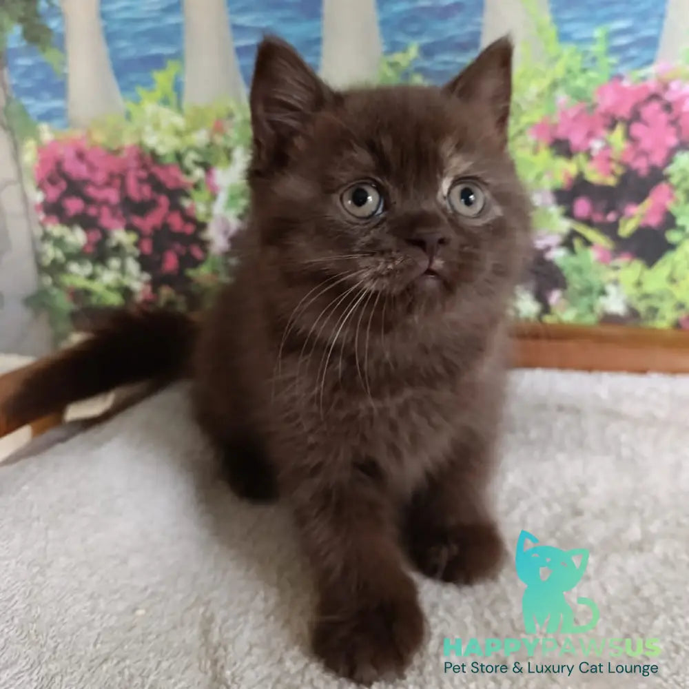 Matilda British Shorthair female lilac tortie - live animals